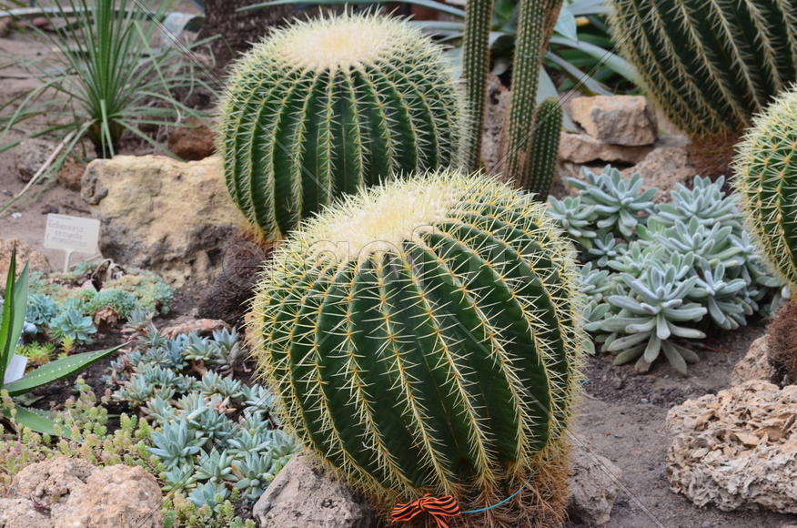 Суккуленты кактусы