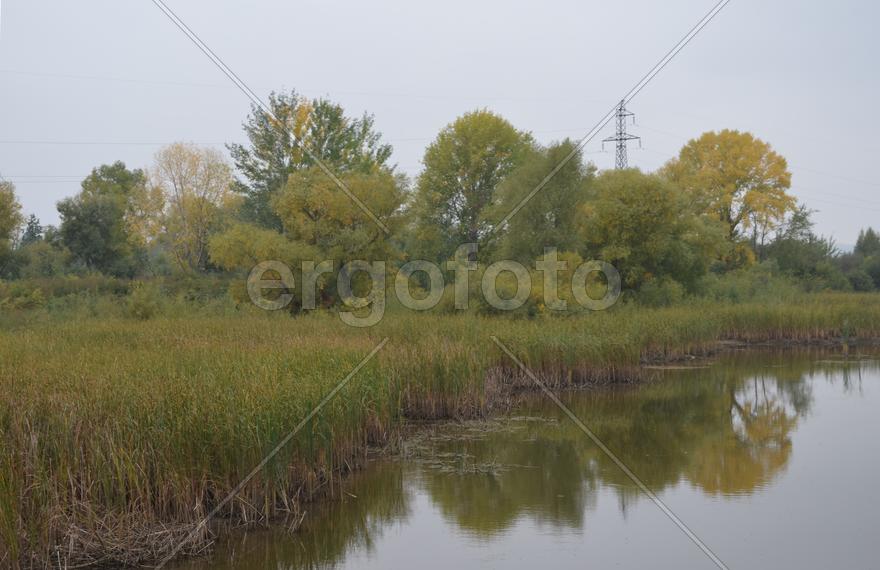 Деревья на берегу озера 