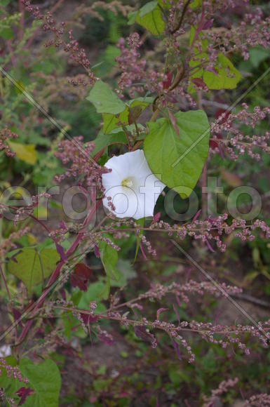 Белый бутон цветка 