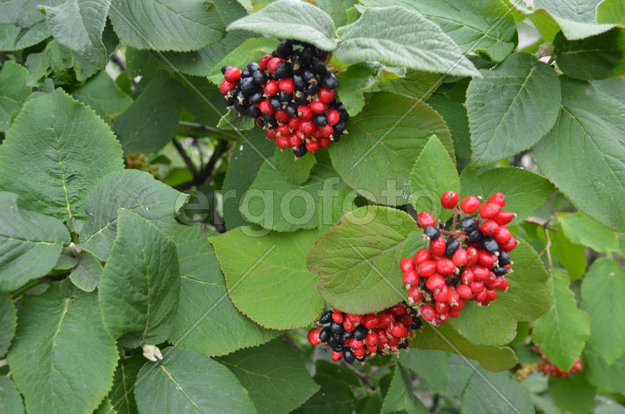 Черные и красные  крупные ягоды 