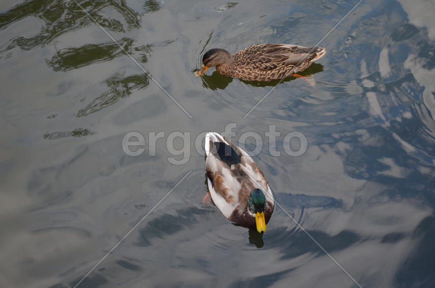 Серые утки плавают по воде 