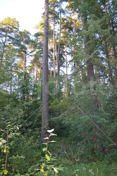 Крона хвойных деревьев в лучах солнца 