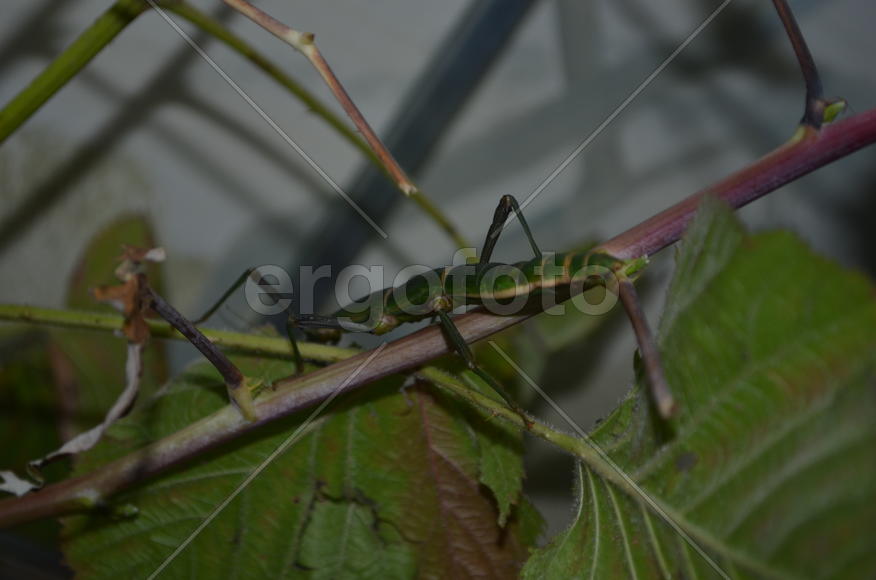 Зеленый палочник в террариуме 