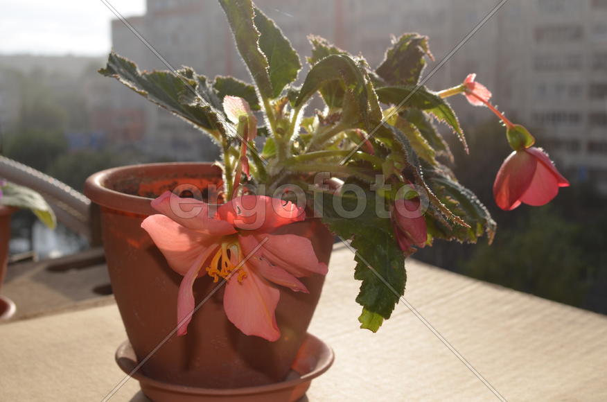 Комнатный цветок с крупными красными бутонами 