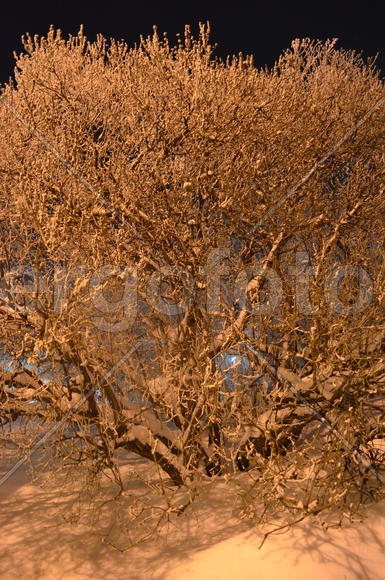 Куст в ночи