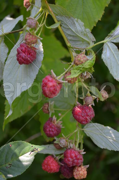 Красные ягоды на кусте малины
