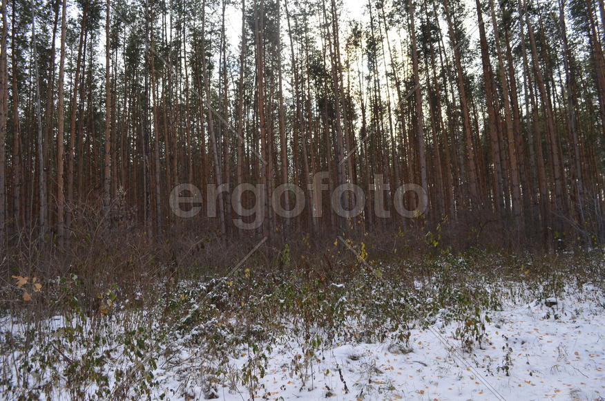 Листья со снегом