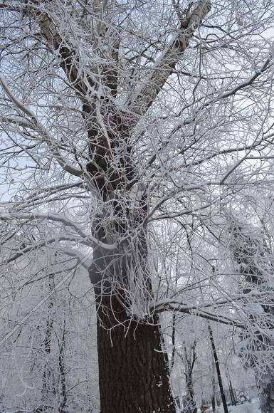 Старый тополь