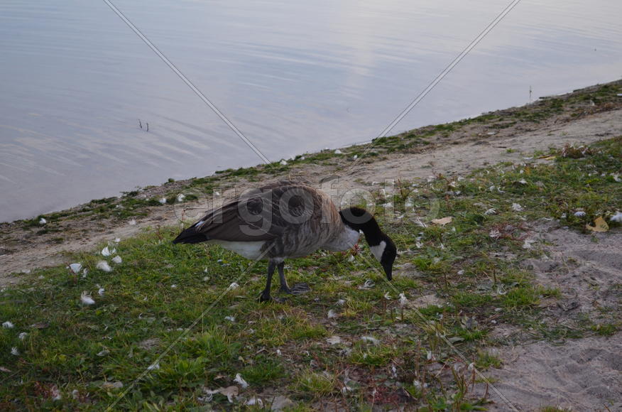 Дикие утки на берегу водоема 