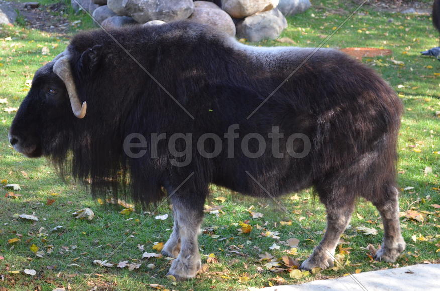 Крупный рогатый скот 