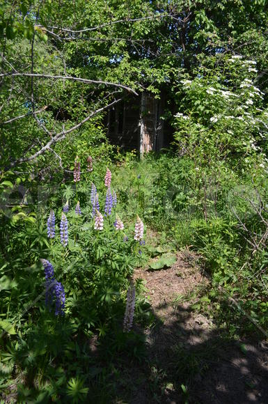 Фрагмент сада с люпинами