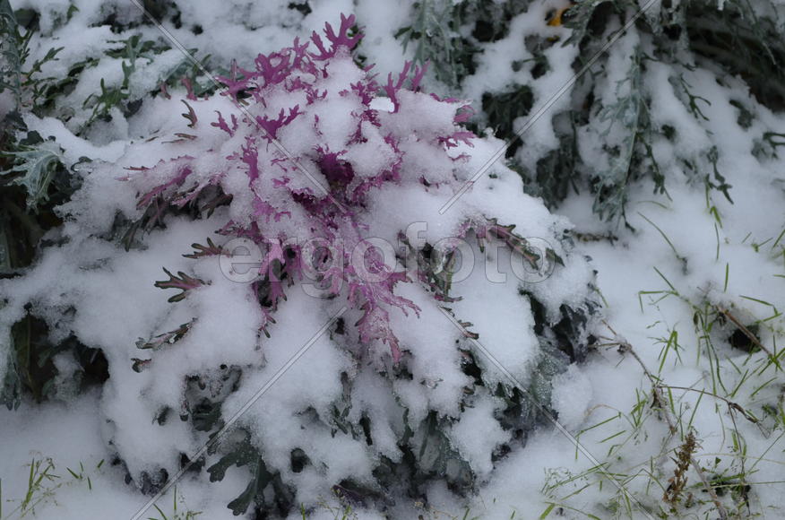 Декоративная капуста соло