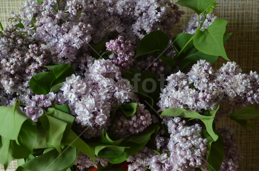 Аромат сирени