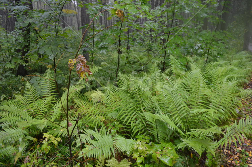 Лесные растения 