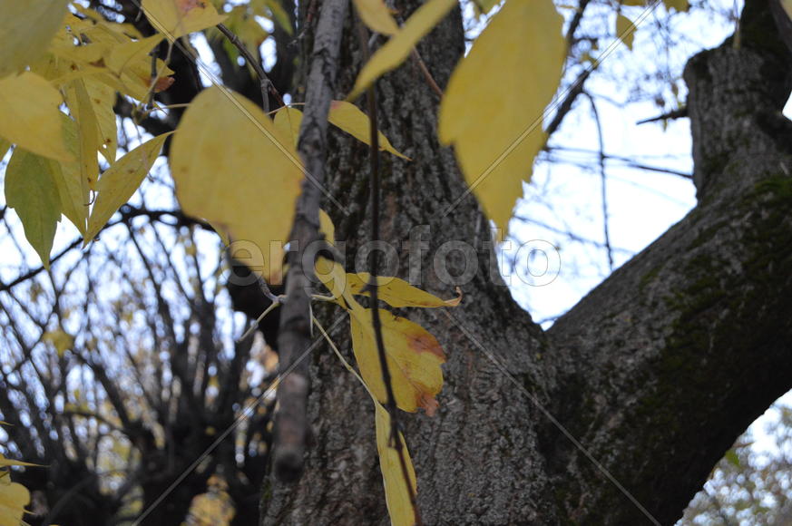 Золотая осень. Пожелтевшая листва ранней осени 