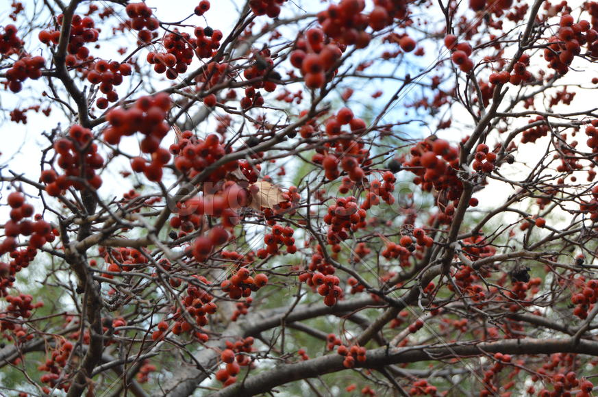 Красные плоды боярышника на голых ветках