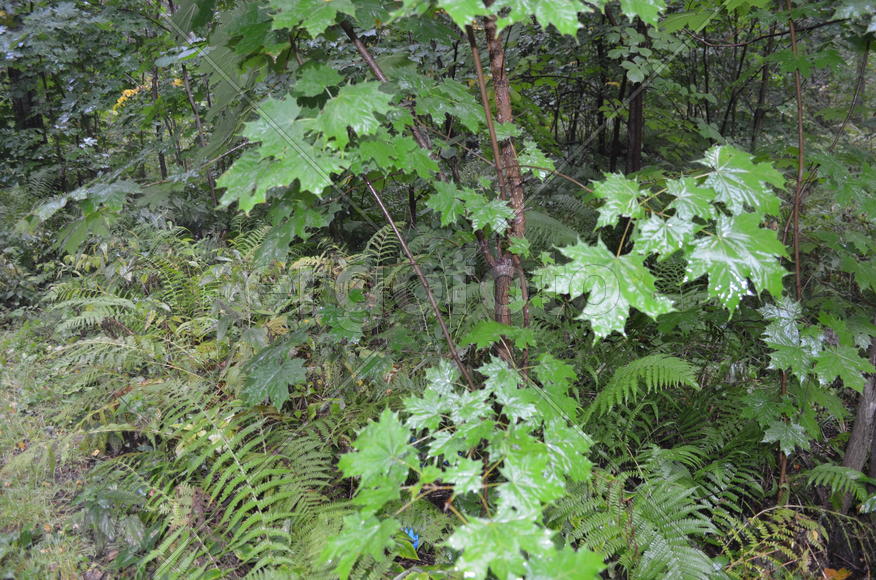 Лесные растения 