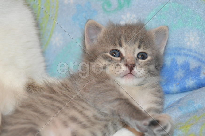 Кошка с котятами 