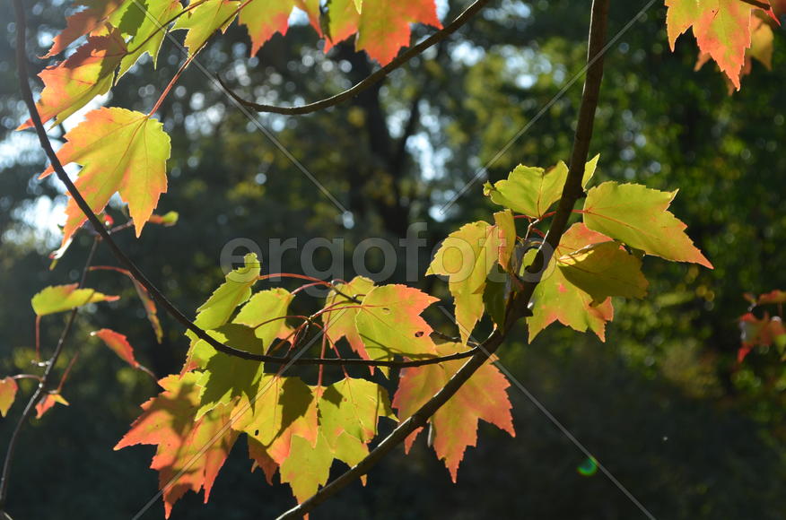 Золотой клен