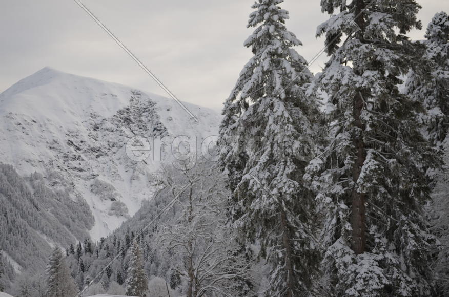 Лес в горах