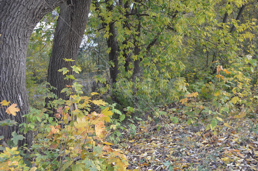 Пейзажи золотой осени в городе  и городских парках 