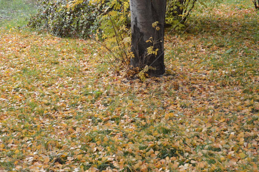 Золотая осень. Пожелтевшая листва осенью 