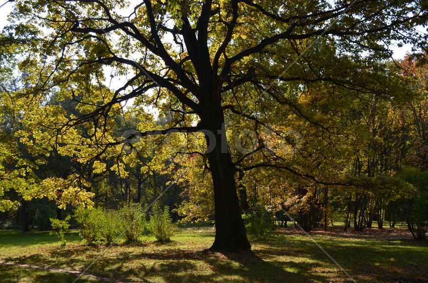 Золотой дуб