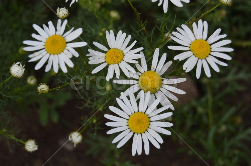 Белые ромашки среди зеленой листвы 