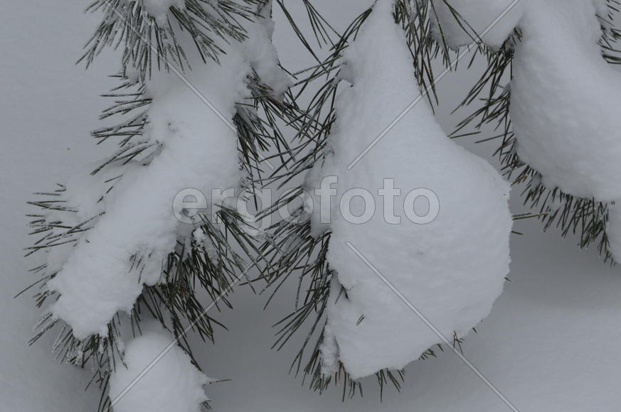 Снег на ветках