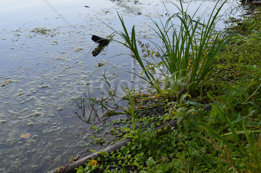 Загрязнение прудов человеком 