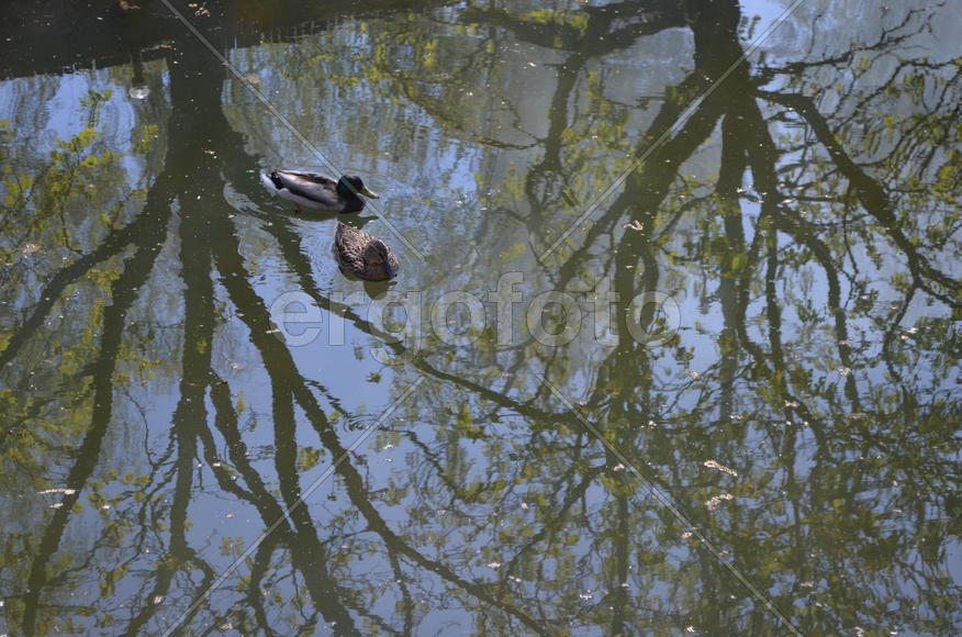 Утки между крон