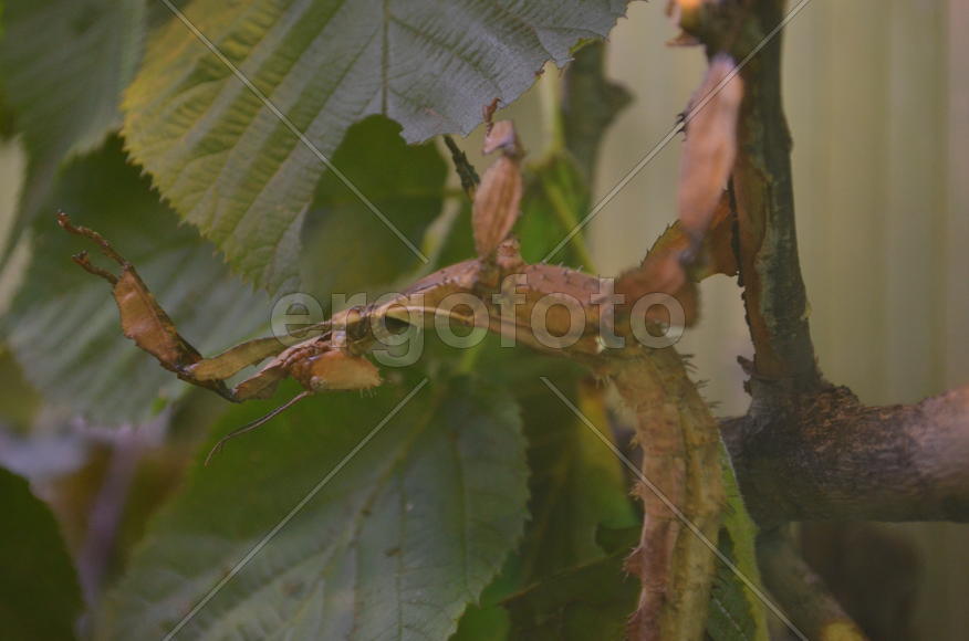 Зеленый палочник в террариуме 
