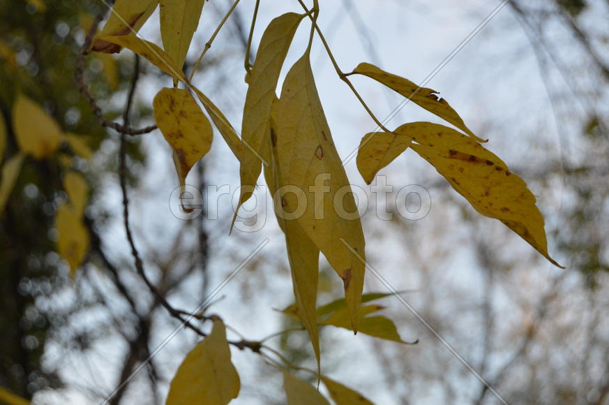 Золотая осень. Пожелтевшая листва ранней осени 