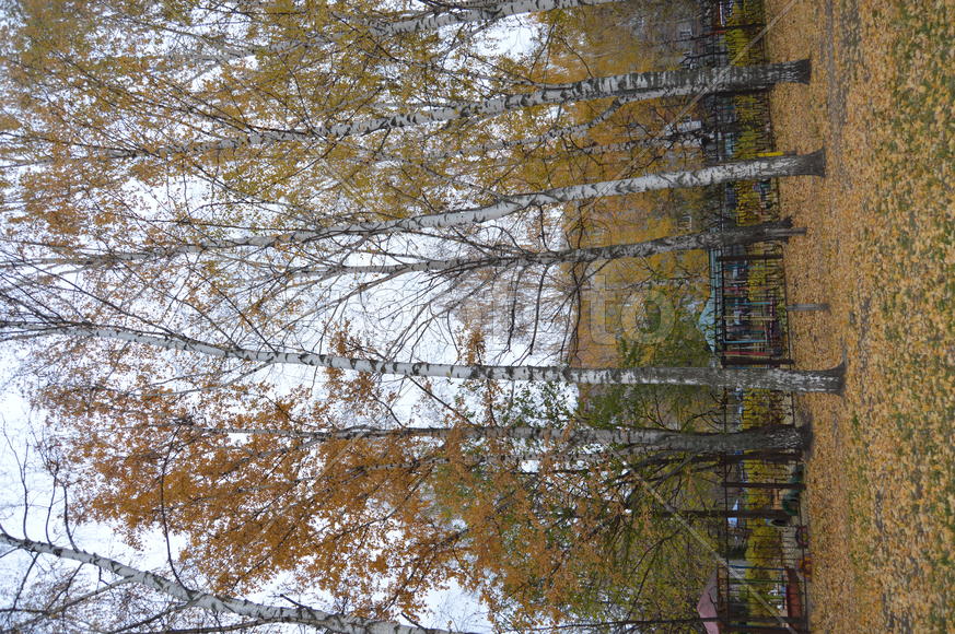 Золотая осень. Пожелтевшая листва осенью 