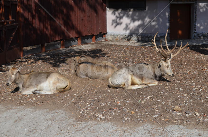 Крупный рогатый скот 