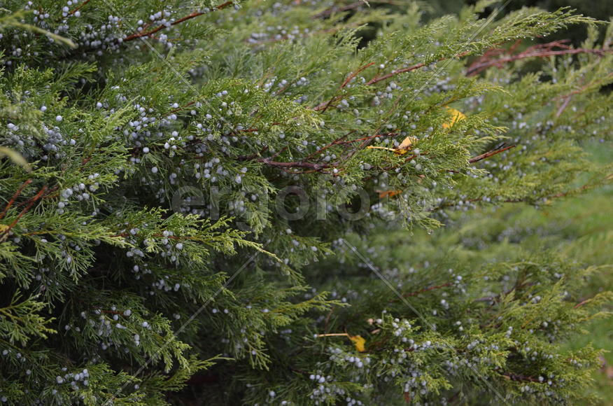 Можжевеловые дебри