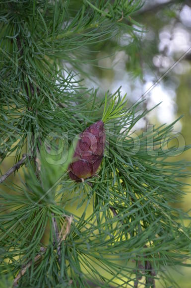 Лиственница (Lárix) - не  ананас