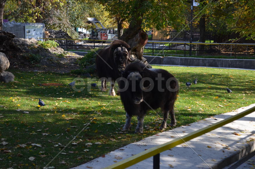 Крупный рогатый скот 