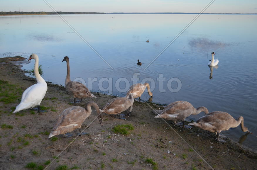 Дикие лебеди на берегу водоема 