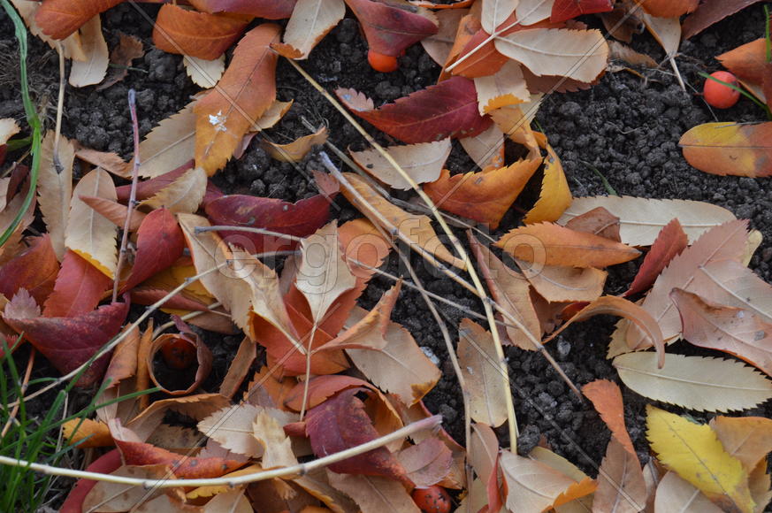 Золотая осень. Пожелтевшая листва ранней осени 