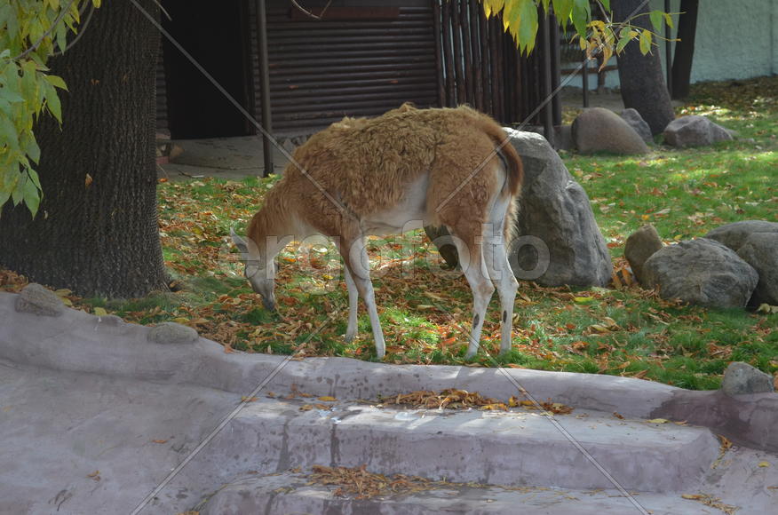 Осень. Парнокопытные: гуанако в вольере
