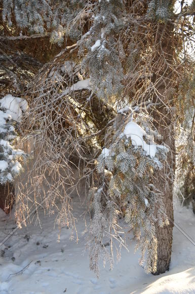 Солнцем освещенные