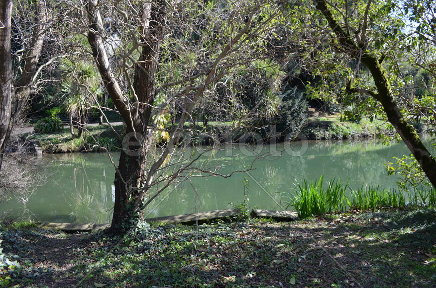 Дерево на берегу озера