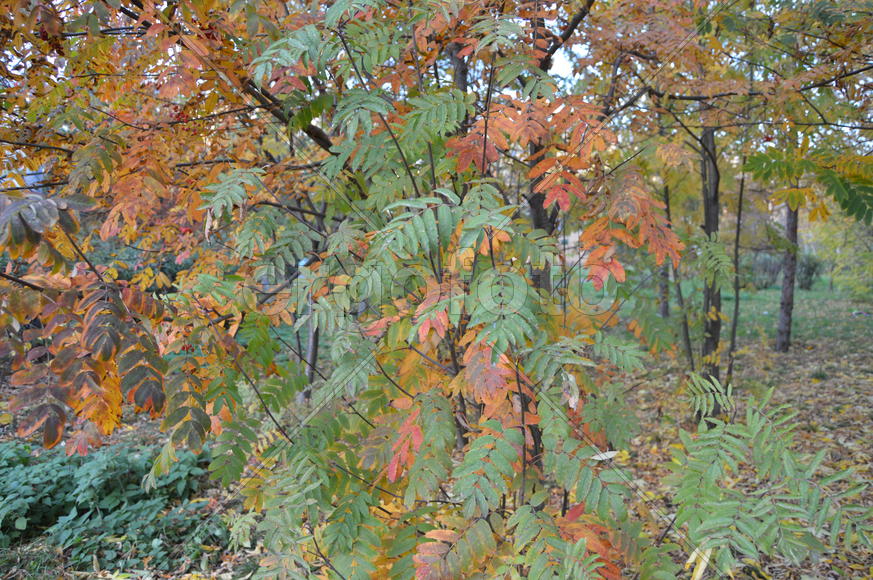 Пейзаж золотой осени в городском парке