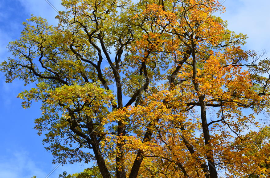 Крона осенних деревьев 