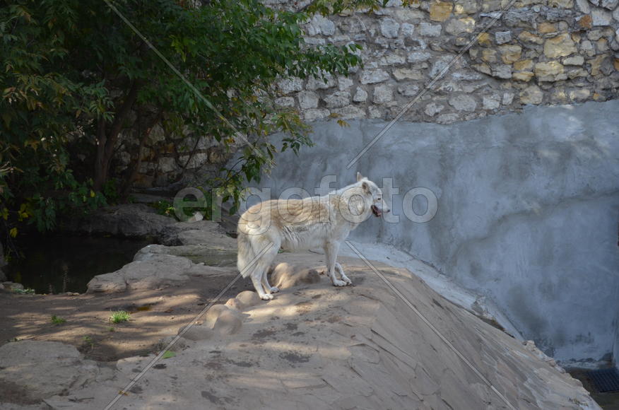 Белый волк в зоопарке 