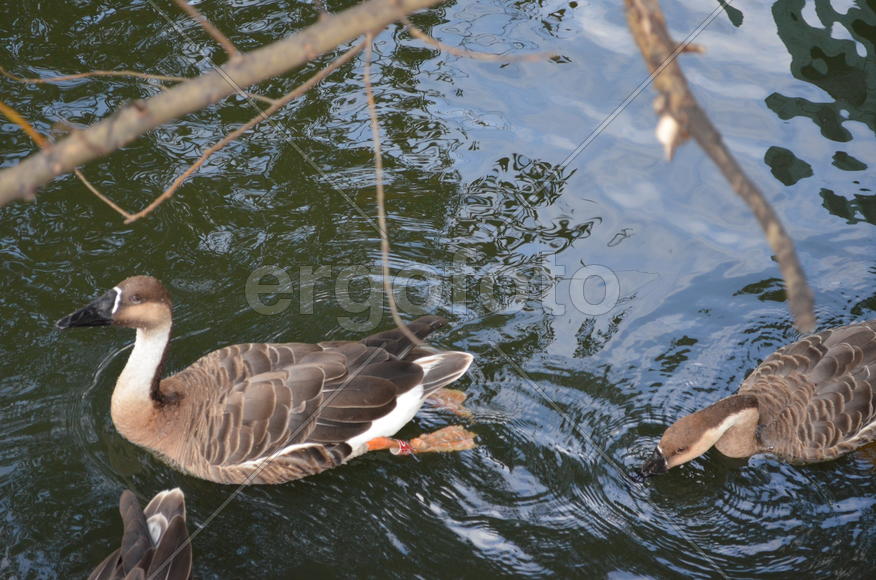 Серые утки плавают по воде 