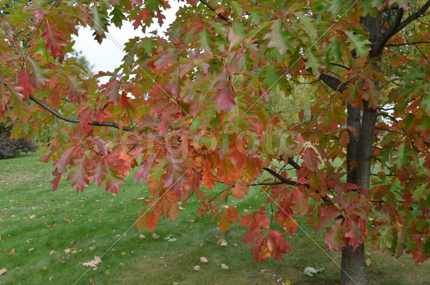 Красный дуб