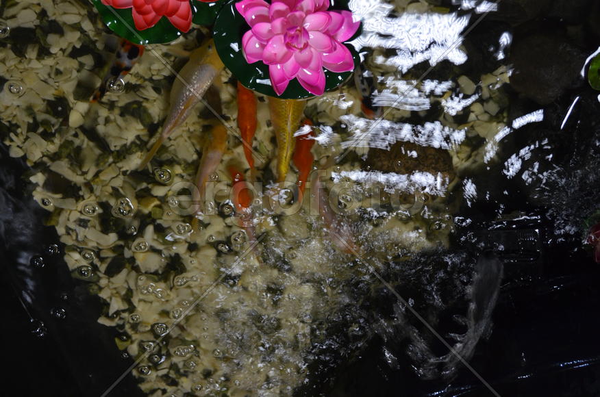 Рыбы в пруду 