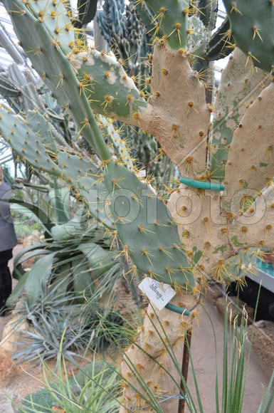 Один вид из рода Opuntia